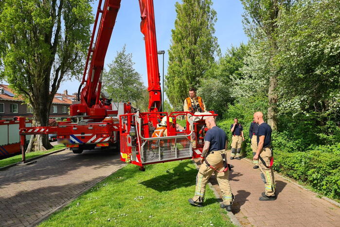 Brandweer haalt vastzittende kat uit boom