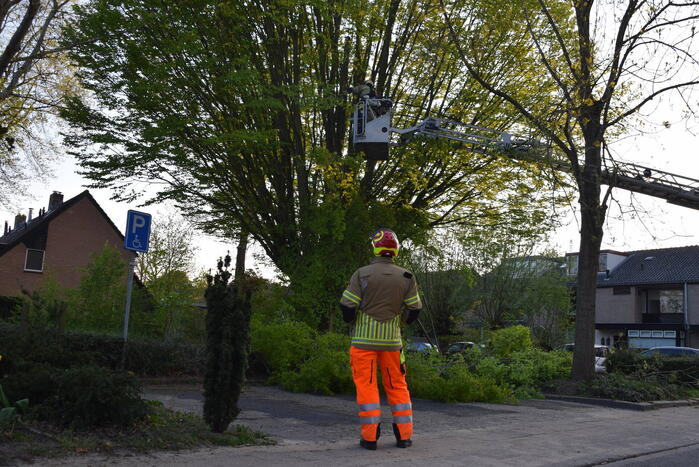 Gevaarlijk hangende tak uit boom gehaald