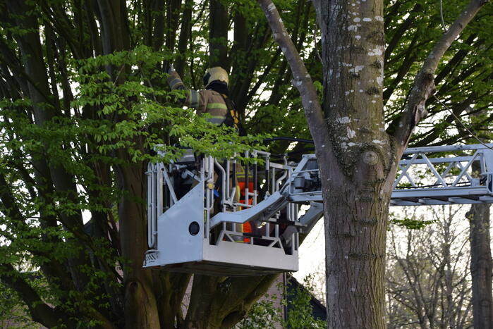 Gevaarlijk hangende tak uit boom gehaald