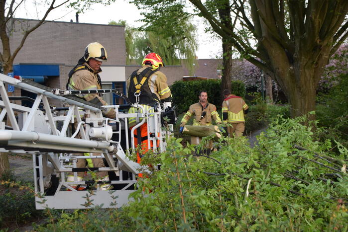 Gevaarlijk hangende tak uit boom gehaald