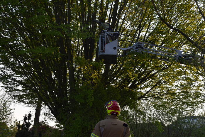 Gevaarlijk hangende tak uit boom gehaald