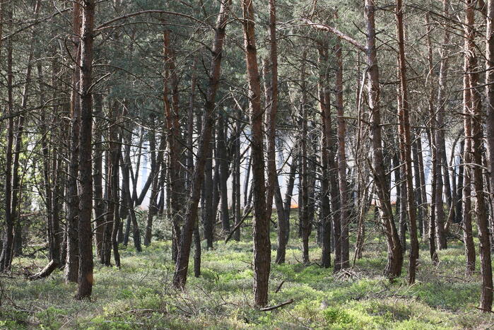 Grote brand in natuurgebied