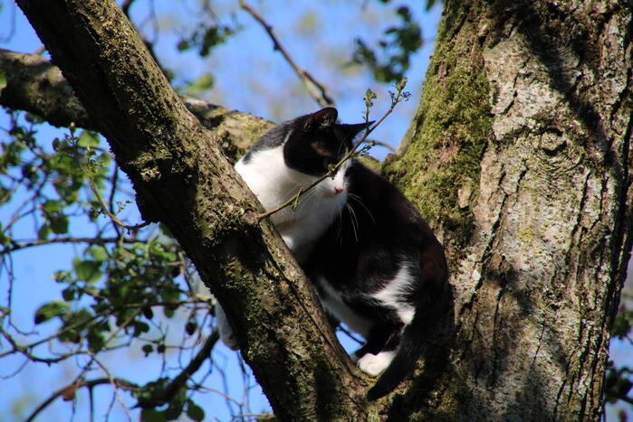 Kat springt uit boom bij reddingsactie