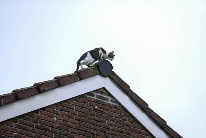 Kat Pika laat zich niet vangen