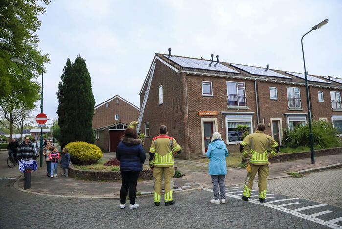 Kat Pika laat zich niet vangen