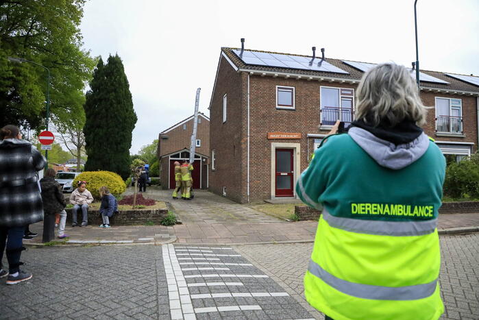 Kat Pika laat zich niet vangen