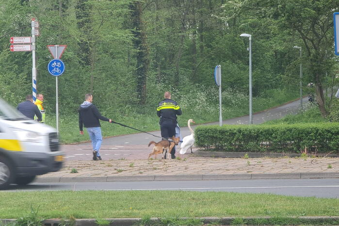 Zwaan op de weg houdt politie lang bezig
