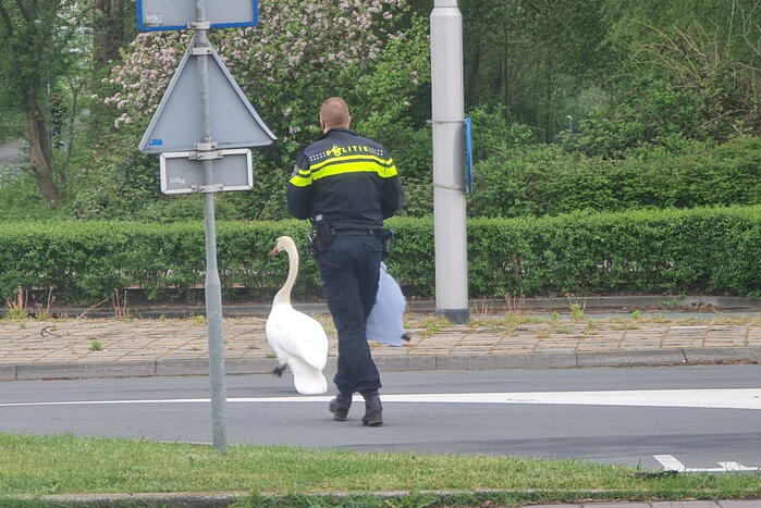Zwaan op de weg houdt politie lang bezig