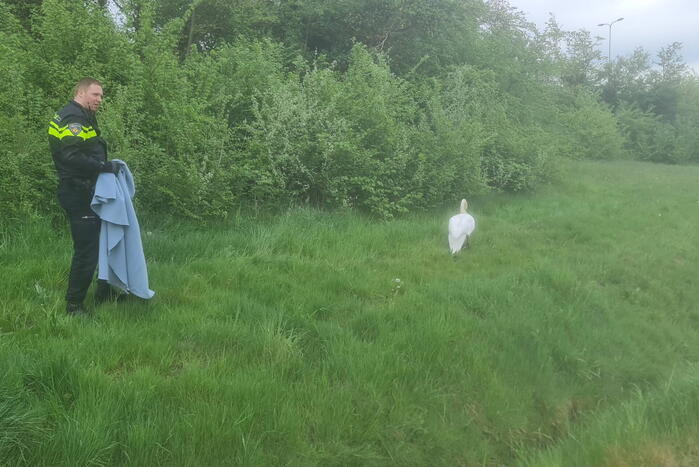 Zwaan op de weg houdt politie lang bezig