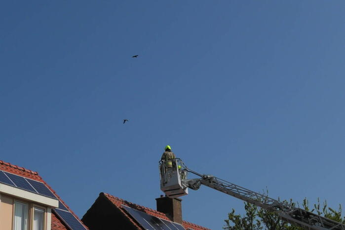 Kraai dagenlang vast in schoorsteen