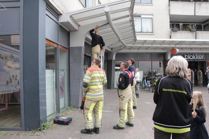 Hulpdiensten redden vastzittende baby-eendjes