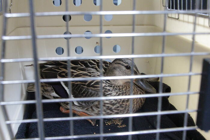 Hulpdiensten redden vastzittende baby-eendjes