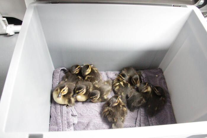 Hulpdiensten redden vastzittende baby-eendjes