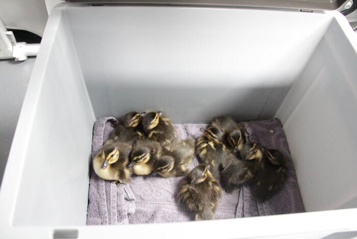 Hulpdiensten redden vastzittende baby-eendjes