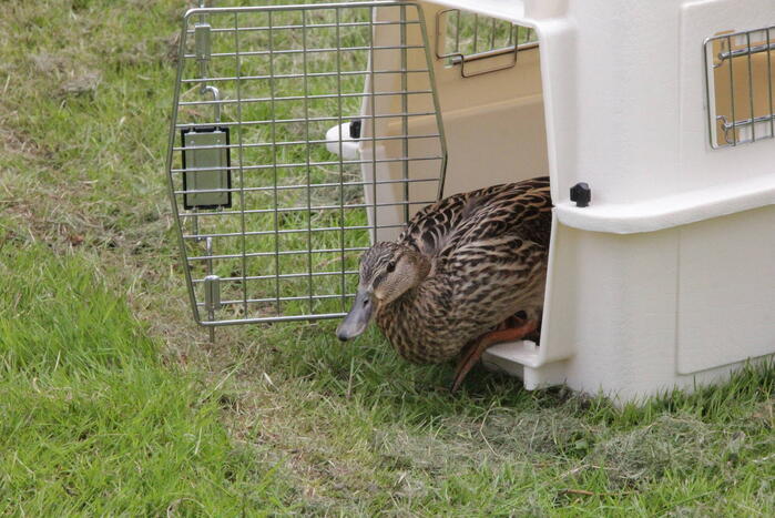 Hulpdiensten redden vastzittende baby-eendjes