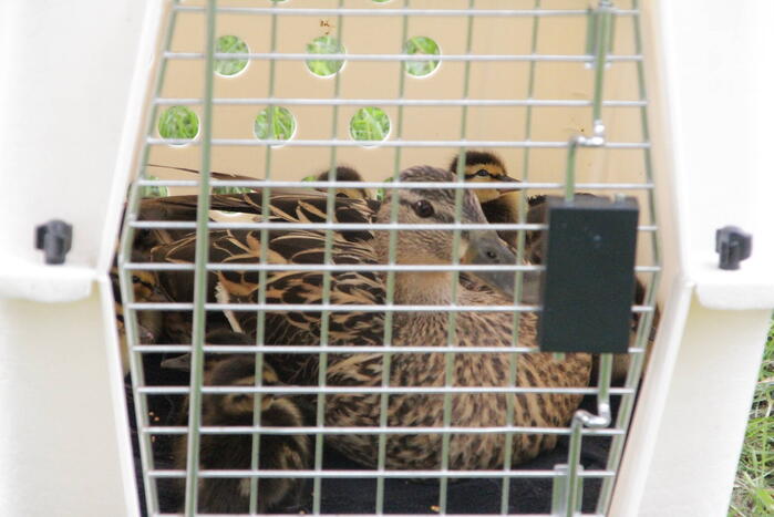 Hulpdiensten redden vastzittende baby-eendjes