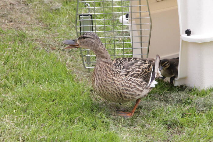 Hulpdiensten redden vastzittende baby-eendjes