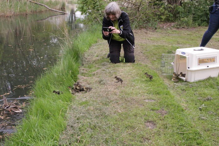 Hulpdiensten redden vastzittende baby-eendjes