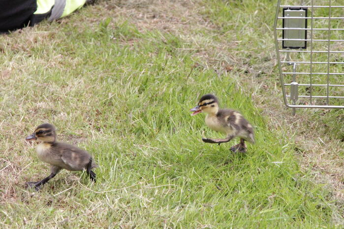 Hulpdiensten redden vastzittende baby-eendjes