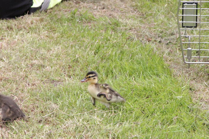 Hulpdiensten redden vastzittende baby-eendjes