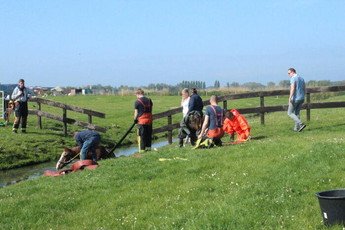 Brandweer redt paard uit sloot