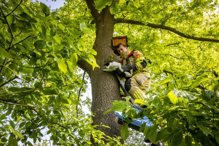 Brandweer redt onbekende kat uit boom