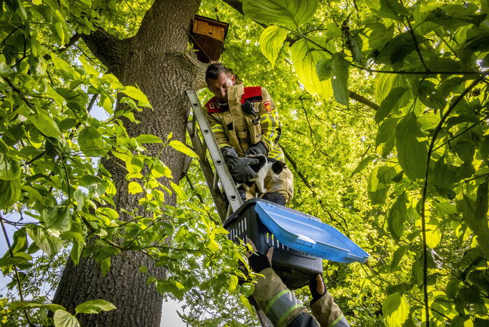 Brandweer redt onbekende kat uit boom