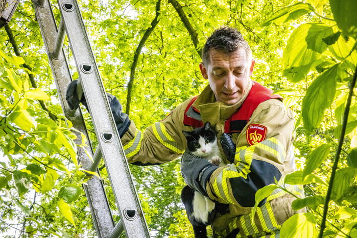 Brandweer redt onbekende kat uit boom