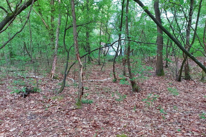 Brandweer blust brand in bosgebied