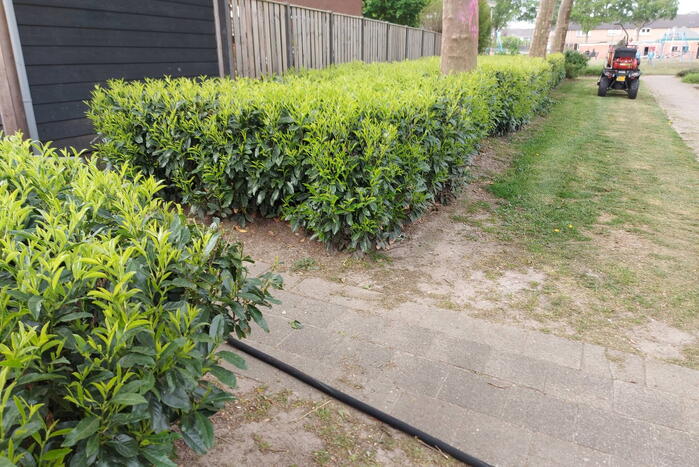 Brand in coniferenhaag snel geblust