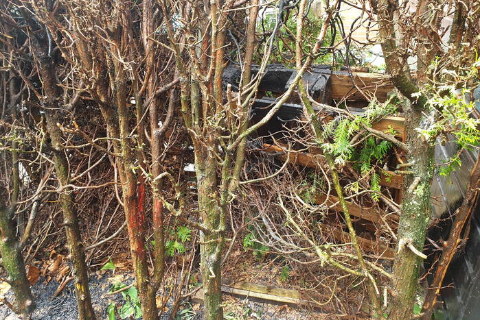 Brand in coniferenhaag snel geblust