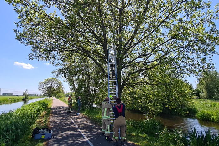 Brandweer probeert kat uit boom te redden