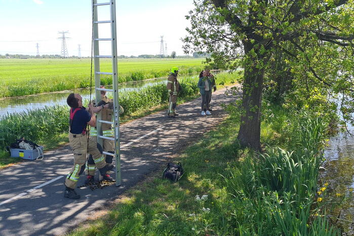 Brandweer probeert kat uit boom te redden