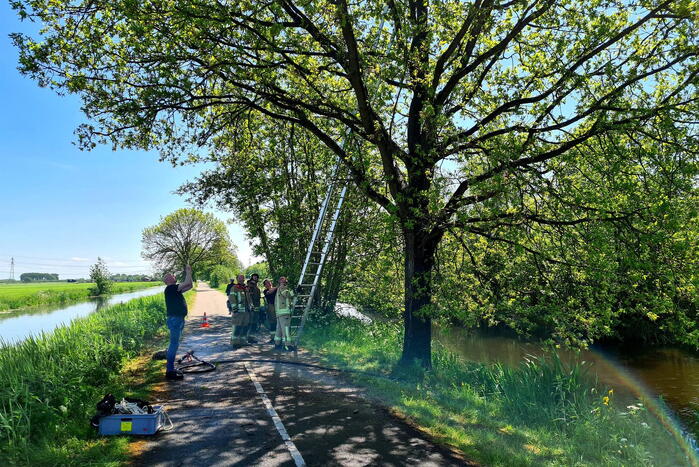 Brandweer probeert kat uit boom te redden