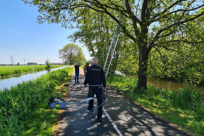 Brandweer probeert kat uit boom te redden