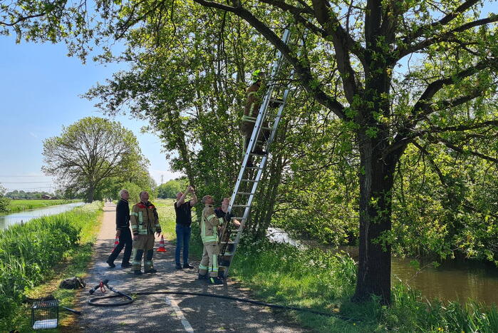 Brandweer probeert kat uit boom te redden
