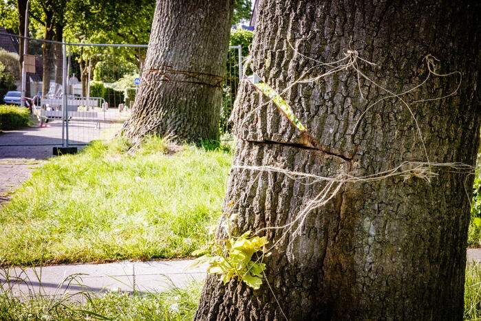 Monumentale eikenbomen onherstelbaar beschadigd