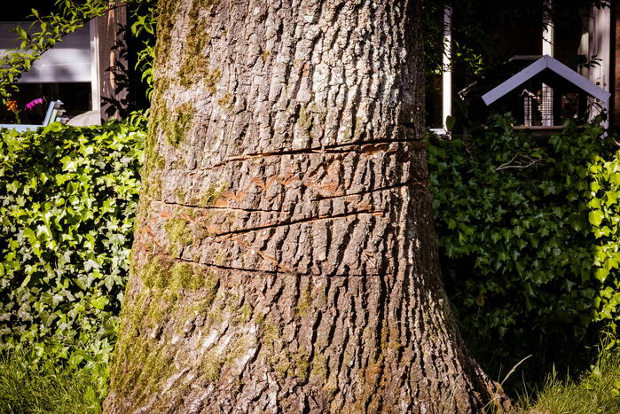 Monumentale eikenbomen onherstelbaar beschadigd