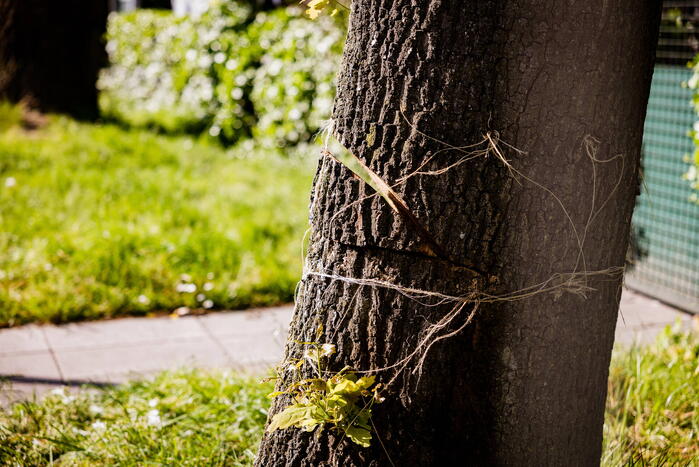 Monumentale eikenbomen onherstelbaar beschadigd