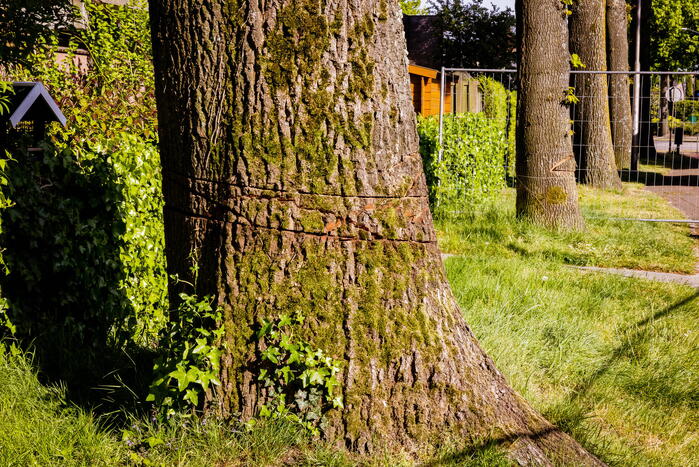 Monumentale eikenbomen onherstelbaar beschadigd