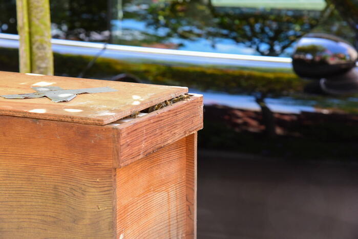 Brandweer ingezet voor verwijderen groot bijennest