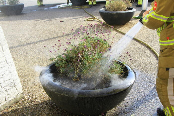Bloembak met lavendel vliegt in brand