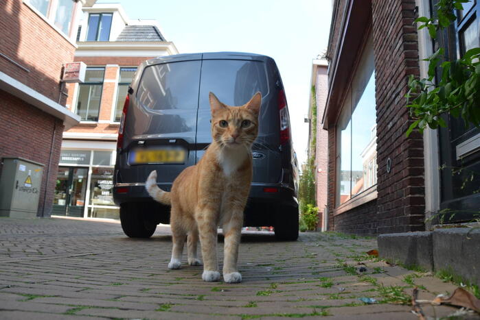 Brandweer bevrijdt kat