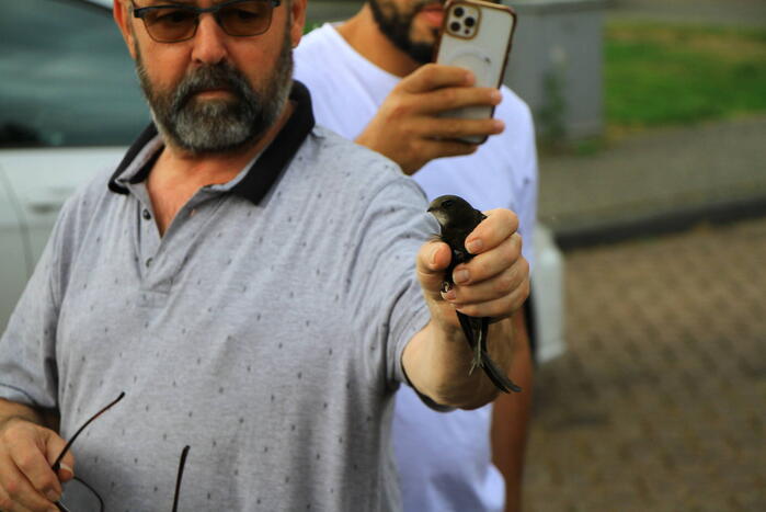 Brandweer bevrijdt zwaluw uit dakgoot