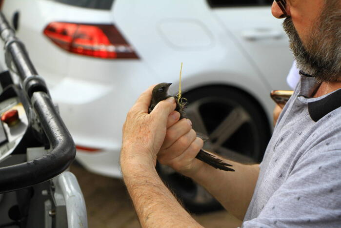 Brandweer bevrijdt zwaluw uit dakgoot