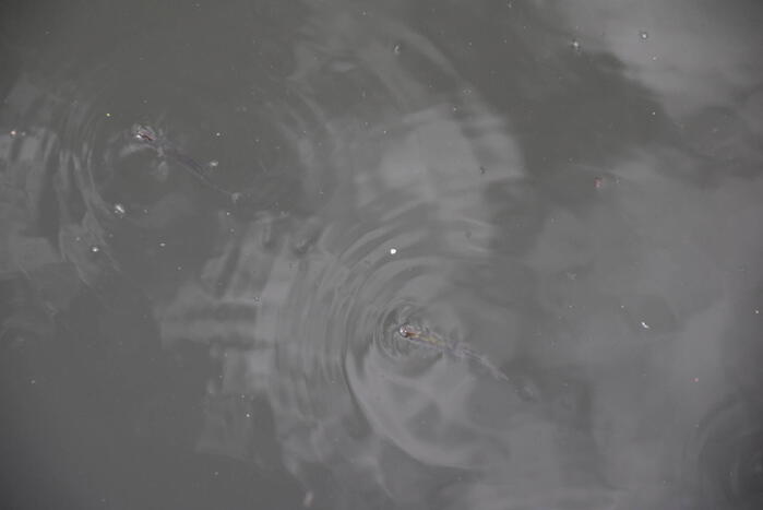 Vijver ziekenhuis Gelderse Vallei wordt voorzien van lucht