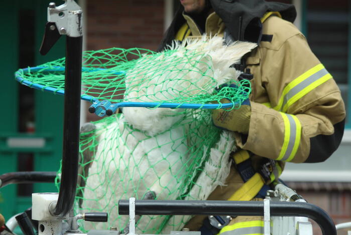 Verzwakte zwaan door brandweer bevrijdt van dakkapel
