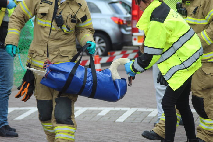 Verzwakte zwaan door brandweer bevrijdt van dakkapel