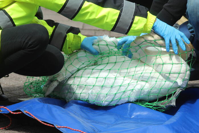 Verzwakte zwaan door brandweer bevrijdt van dakkapel