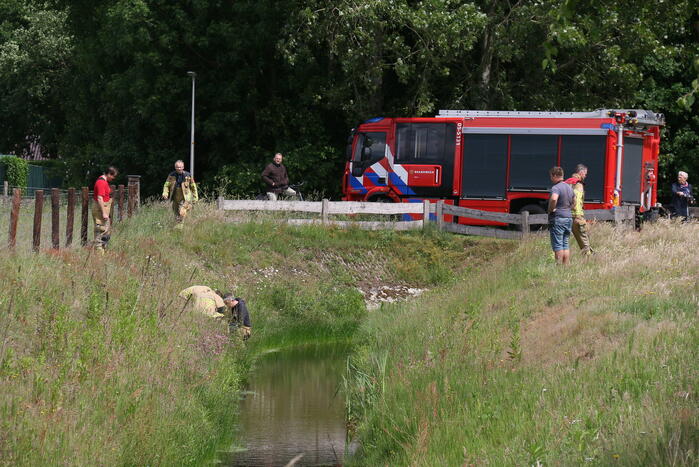 Visdraad brengt eend in problemen
